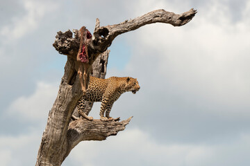 Léopard, Panthère, Panthera pardus, Afrique du Sud