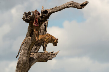 Léopard, Panthère, Panthera pardus, Afrique du Sud