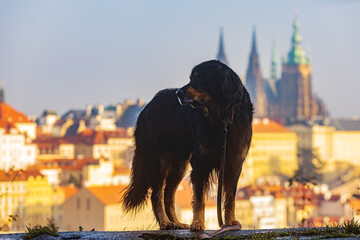 Fototapeta na wymiar black and gold Hovie dog hovawart as a silhouette with the Prague Castle in the background
