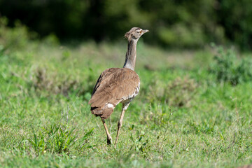 Outarde kori, Ardeotis kori, Kori Bustard, Afrique du Sud