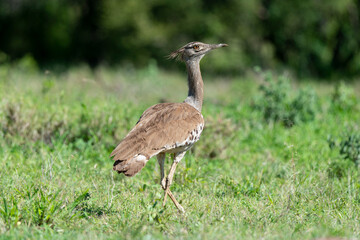 Outarde kori, Ardeotis kori, Kori Bustard, Afrique du Sud