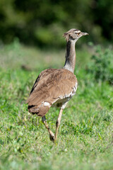 Outarde kori, Ardeotis kori, Kori Bustard, Afrique du Sud