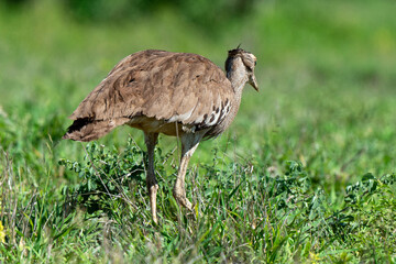 Outarde kori, Ardeotis kori, Kori Bustard, Afrique du Sud