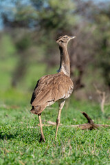 Outarde kori, Ardeotis kori, Kori Bustard, Afrique du Sud