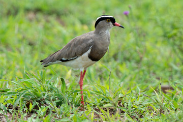 Vanneau couronné,.Vanellus coronatus, Crowned Lapwing, Afrique du Sud