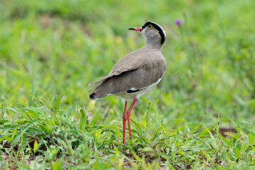 Vanneau couronné,.Vanellus coronatus, Crowned Lapwing, Afrique du Sud