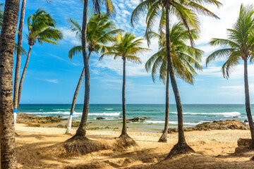 Obraz na płótnie Canvas Coconut trees on the sand and sea of famous Itapua beach in Salvador Bahia