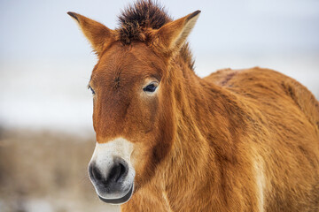 (Equus ferus przewalskii ), also called the takhi, Mongolian wild horse or Dzungarian horse,...