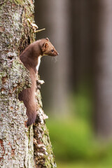 female beech marten (Martes foina), also known as the stone marten crawls on spruce