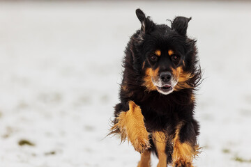 black and gold Hovie dog hovawart running through the snow