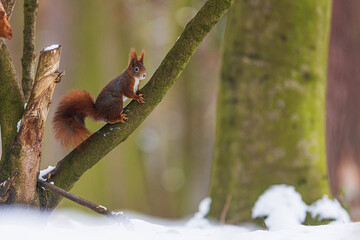 small animal Eurasian red squirrel (Sciurus vulgaris) running along the trunk of a weak tree