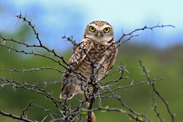 burrowning owl in Aruba