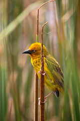 weaver bird in South Africa