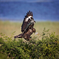 long crested eagle in South Africa