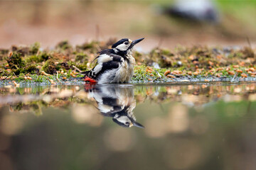 great spotted woodpecker in the water, with reflection