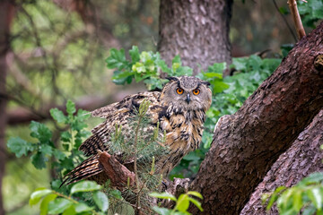 indian eagle-owl in a tree