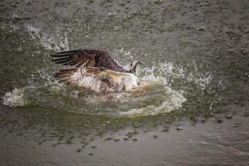 osprey swimming to get out of the water after a dive in for fish