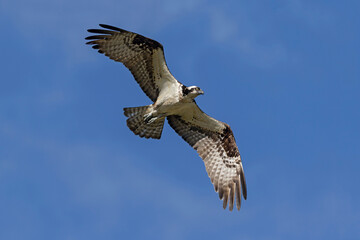 osprey flying, looking for prey