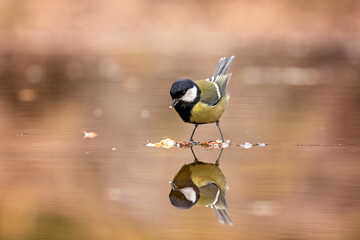 geat tit with reflection in the water