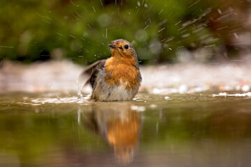 Robin having a bath