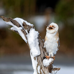 barn owl in the snow with prey
