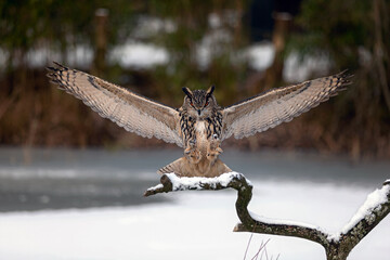 eagle-owl in the snow