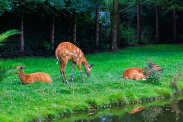 Sitatunga lat. Tragelaphus spekii is a species of forest antelope. Background with selective focus
