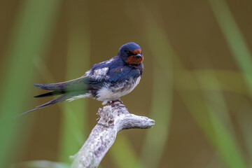 barn swallow on a branch