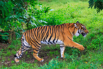 The tiger walks in search. Background with selective focus and copy space