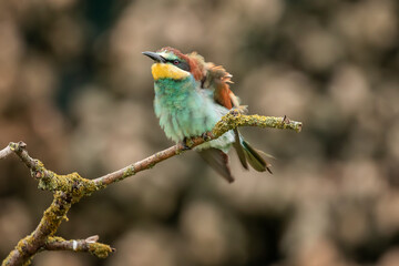 European bee-eater shaking his feathers