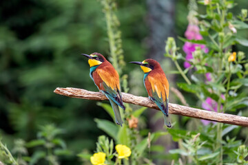 European bee-eater r