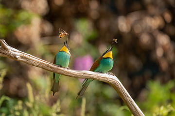 Two European bee-eaters catching prey