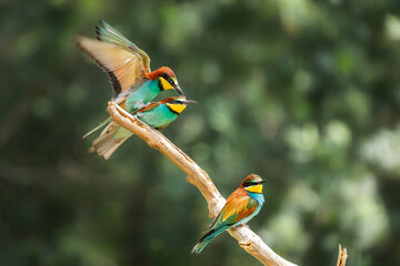mating of the bee-eaters