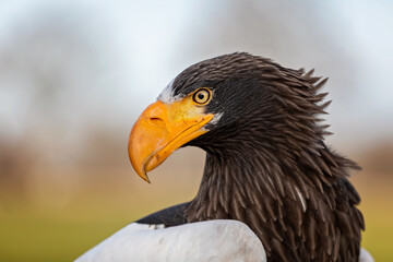 Stellers's sea eagle
