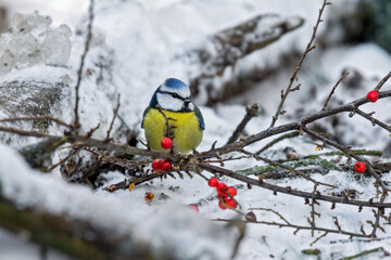 blue tit