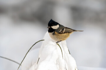 coal tit in the snow