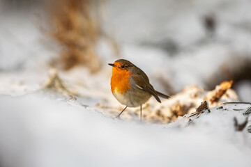 robin redbreast in the snow