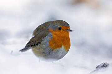 robin in the snow