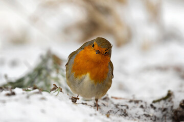 robin redbreast in the snow