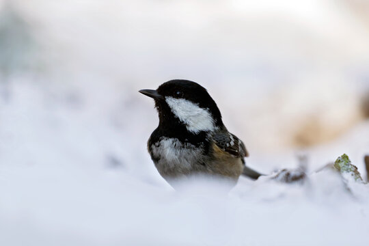 coal tit in the snow