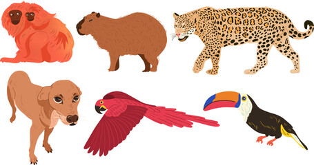 brazilian fauna transparent background