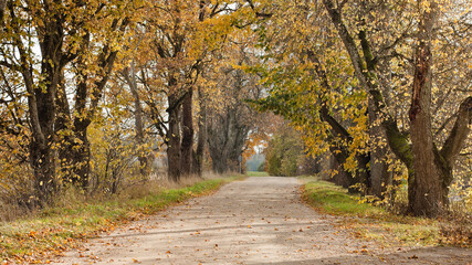 rural road in autumn,autumn landscape in the photo, an alley of trees with crumbling leaves