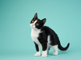 black and white kitten on a mint background. young cute cat in the studio