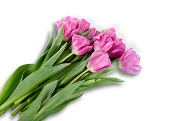 A fresh beautiful bouquet of tulips flowers