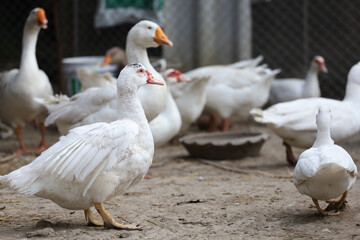 Group white duck in farm thailand