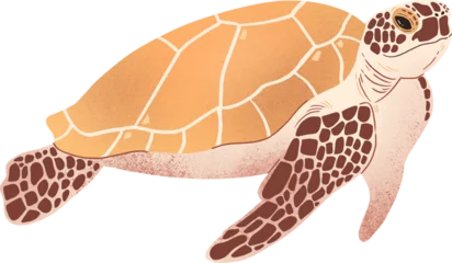 Foto auf Alu-Dibond sea turtle transparent background  © Sophia Andreazza