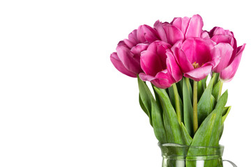 Bright pink tulips bouquet on  background