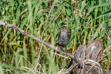 bird on limb over water