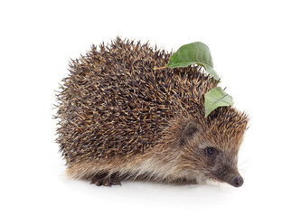 One brown hedgehog with leaves on the back.