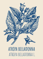 Drawings of BELLADONNA. Hand drawn illustration. Latin name ATROPA BELLADONNA L - obrazy, fototapety, plakaty